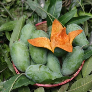 আম্রপালি আম