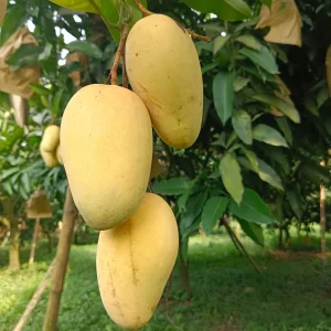 সুইট কাটিমন আম